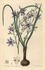 Conanthere - Conanthera trimaculata (Cummingia trimaculata) da Unbekannter Künstler