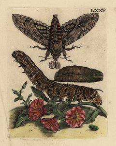 Sfinge convolvolo, Agrius convolvuli, bruco e pupa con convolvolo, Convolvulus arvensis LXXV da Unbekannt