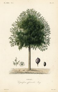 Albero di copaiba da Unbekannt