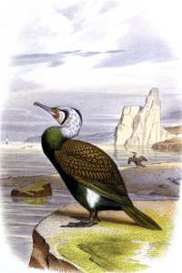 Cormorano, c.1850