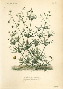 Spergola dei campi, Spergula arvensis da Unbekannt