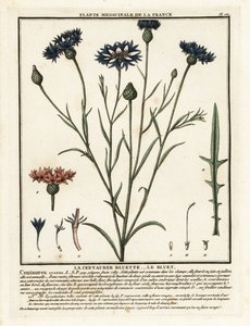 Cyanus segetum