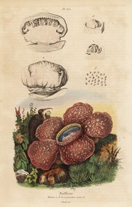 Rafflesia, Rafflesia arnoldii