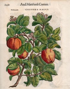 Cotonea Malvs. dai 