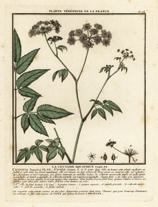 Cicuta virosa da Unbekannter Künstler