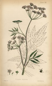 Cicuta virosa. Litografia colorata a mano di Henry Sowerby da Flora Homeopathica di Edward Hamilton, Bailliere, Londra da Unbekannter Künstler