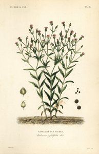 Vaccaria, Vaccaria hispanica da Unbekannt