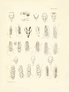 Gru e denti di vari tipi di roditori descritti da Charles Darwin durante il suo viaggio di esplorazione a bordo del Beagle. Tavola da 