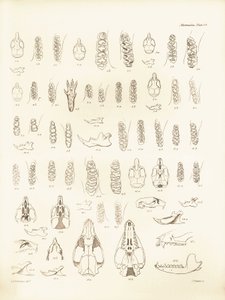 Cranio e denti di vari tipi di roditori descritti da Charles Darwin durante il suo viaggio di esplorazione a bordo del Beagle. Tavola da The Zoology of the voyage of H.M.S. Beagle sotto il comando del Capitano Fitzroy durante gli anni 1832-1836 da Unbekannter Künstler