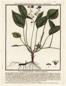 Omphalodes verna da Unbekannter Künstler