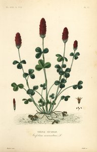 Trifoglio incarnato o trifoglio italiano, Trifolium incarnatum