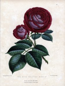 Rosa ibrida di tè, coltivata in serra, tipo Rosa della Cina da Unbekannter Künstler