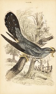Cuculo, Cuculus canorus, con un bruco nel becco. 1889 (incisione)