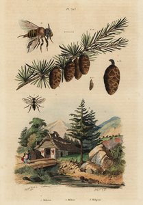 Ape cuculo, Melecta albifrons, larice europeo, Larix decidua, e ape senza pungiglione, Melipona favosa da Unbekannt