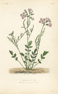 Cardamine dei prati da Unbekannt