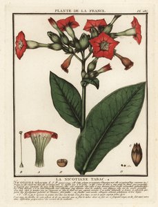 Tabacco coltivato, Nicotiana tabacum da Unbekannter Künstler