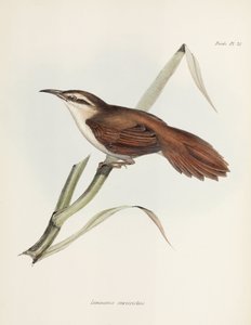 Fringuello dal becco ricurvo, Argentina, c 1832-1836