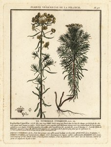Euforbia cipressina, Euphorbia cyparissias da Unbekannter Künstler