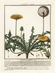Taraxacum campylodes da Unbekannter Künstler