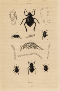 Coleotteri scuri, specie Pimelia da Unbekannt