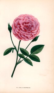 Rosa De la Grifferaie (cromolitografia) da Unbekannter Künstler