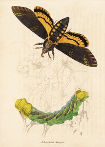 Sfinge testa di morto, Acherontia atropos. Incisione su acciaio colorata a mano dalla 