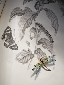 Gioielli di insetti e bug di Deborah Devonshire sopra 