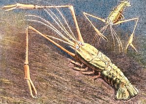 Gambero di acque profonde da Unbekannter Künstler