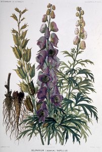 Delphinium Napellus, c.1850-1900 da Unbekannter Künstler