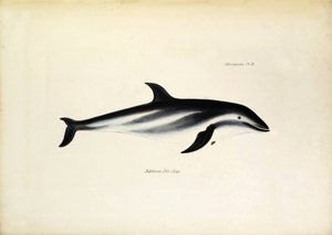 Delphinus Fitz-Royi delfino nero o Fitzroy dal nome del Capitano Robert Fitzroy del Beagle. Tavola da 