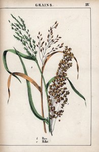 Descrizione dei cereali: riso e miglio. Cromolitografia in 