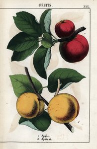 Descrizione dei frutti: mele rosse e albicocche. Cromolitografia in "Raccolta di immagini istruttive o lezioni del mondo vegetale", di Charlotte Mary Yonge (1823-1901), pubblicata a Edimburgo (Scozia) nel 1858. da Unbekannter Künstler