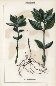 Descrizione della mercuriale annuale, fiori, frutti e radici delle piante da Unbekannter Künstler