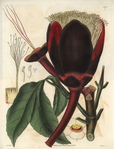 Descrizione del grande fiore di cioccolato scuro di una pianta di noce pecan, che produce noci commestibili, noci pecan. Pianta nativa del Sud America. Illustrazione di William Jackson Hooker
