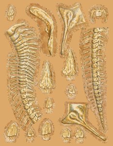 Ossa di dinosauro su sfondo colorato, primo piano da Unbekannt