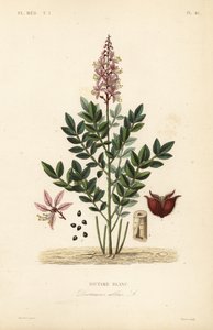 Dictamnus albus