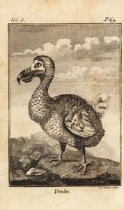 Dodo, Raphus cucullatus, uccello estinto da Unbekannt