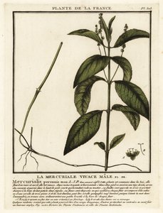 Mercurialis perennis da Unbekannter Künstler