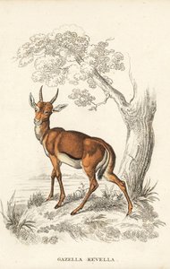 Gazzella dorcade, Gazella dorcas (kevel comune, Gazella kevella). Vulnerabile. Dopo un