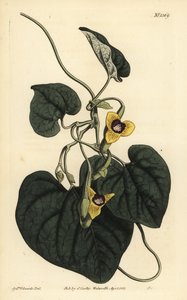 Aristolochia tomentosa, Aristolochia tomentosa da Unbekannt