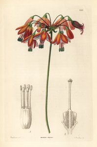 Goccia di corallo o corallo del Messico - Gocce di corallo o bessera elegante, Bessera elegans da Unbekannter Künstler