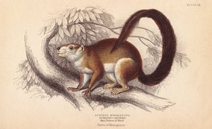 Scoiattolo di Duvaucel, Sciurus hypoleucus da Unbekannter Künstler