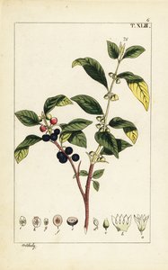 Crespino tintorio, Flueggea tinctoria