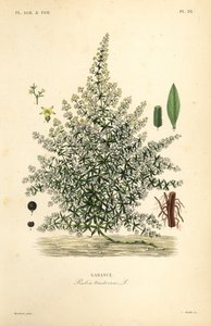 Robbia tintoria, Rubia tinctorum