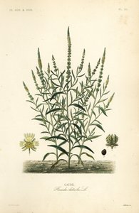 Reseda luteola, Gaude da Unbekannt