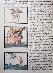 Aquilotti, pagina dal Codice Fiorentino, versione bilingue in spagnolo e nahuatl, Storia generale delle cose della Nuova Spagna del missionario spagnolo Fray Bernardino de Sahagún. Civiltà azteca