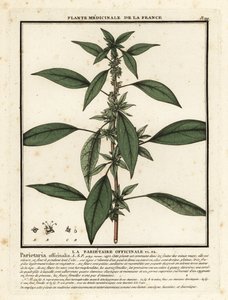 Parietaria officinale da Unbekannter Künstler