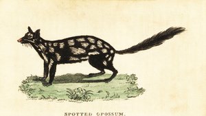 Quoll orientale, Dasyurus viverrinus da Unbekannter Künstler