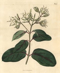 Echite - Kamettia caryophyllata (Echite profumata di chiodi di garofano, Echites caryophyllata). Incisione botanica a mano colorata dal Curtis
