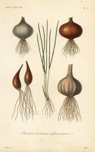 Piante bulbose commestibili da Unbekannt